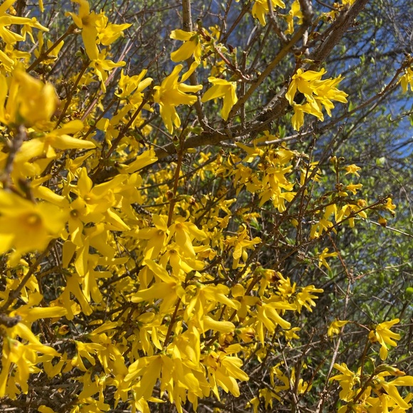 Meet your Posher, Elise - Picture 1 of 1